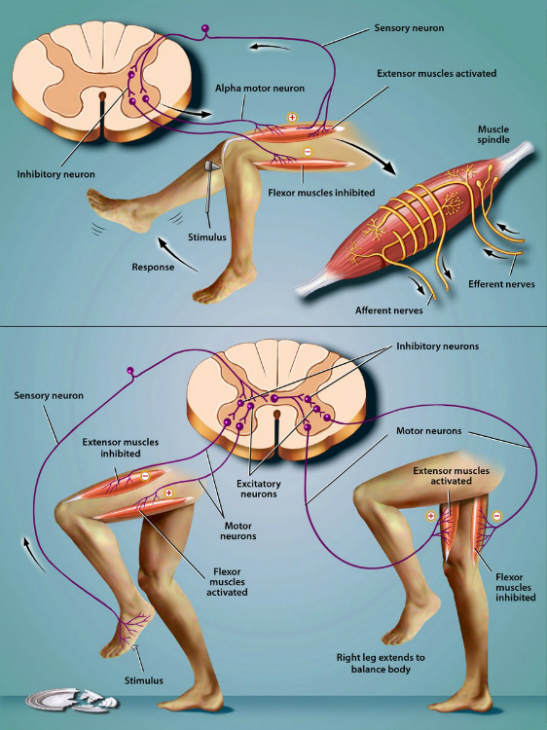 Diagram of reflexes and movement